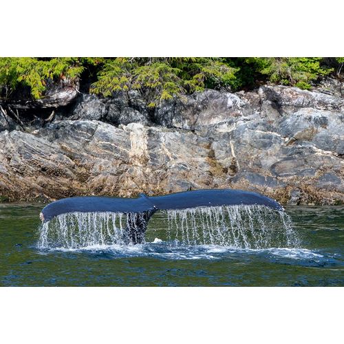 Hopkins, Cindy Miller 아티스트의 Canada-British Columbia-Great Bear Rainforest Humpback whale tail작품입니다.
